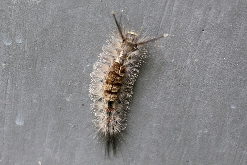 a blackish brown caterpillar crawling on the wall