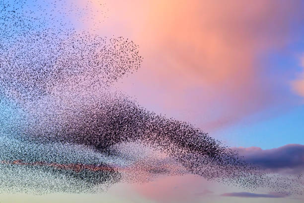 istock Starling murmuration during sunset at the end of the day 2045127529