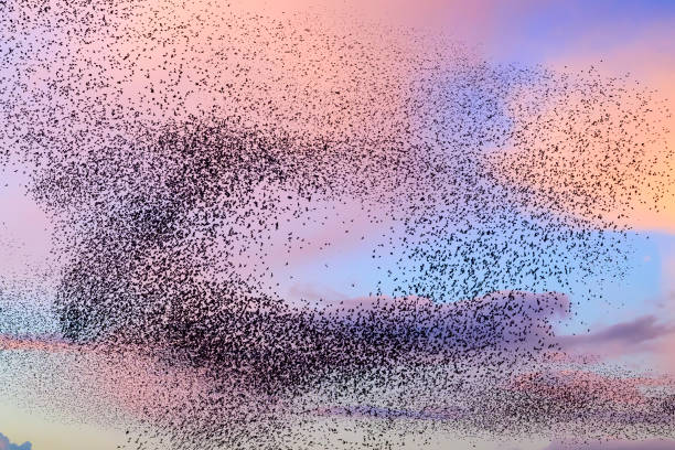 istock Starling murmuration during sunset at the end of the day 2045128584