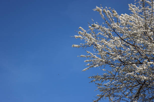 Prunus spinosa in bloom on springtime. Blackthorn tree with beautiful white flowers