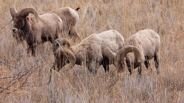 Herd of Big Horn Sheep in Colorado Open Plains