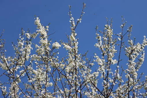 Prunus spinosa in bloom on springtime. Blackthorn tree with beautiful white flowers