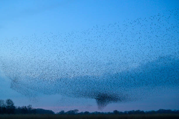 istock Starling murmuration during sunset at the end of the day 2045141819