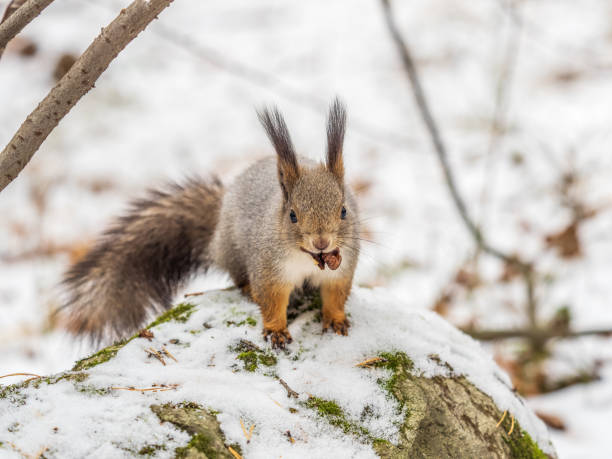 istock The squirrel in winter sits on white snow. 2045144512