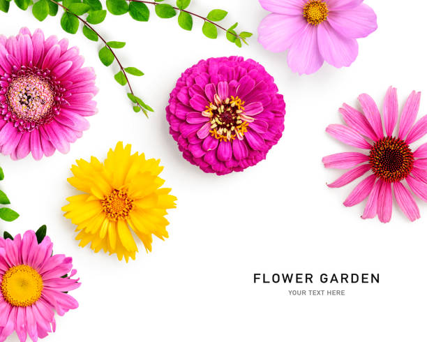 istock Daisy summer flowers creative layout top view isolated on white background 2045151323