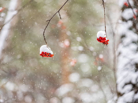 Red Rowan Berries Covered With Fresh Snow. Winter Background