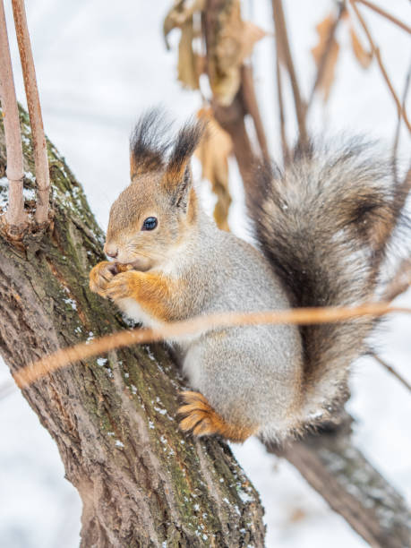 istock The squirrel with nut sits on tree in the winter or late autumn. 2045158248