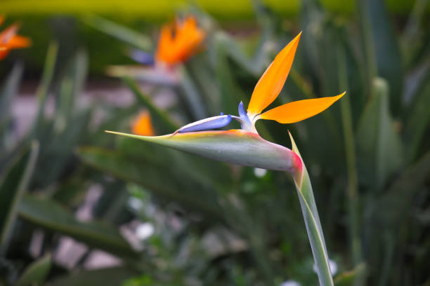 strelitzia reginae