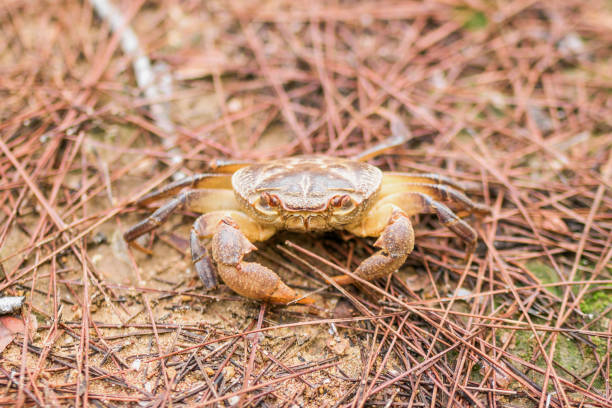 Stream crab from Sichuan province of China