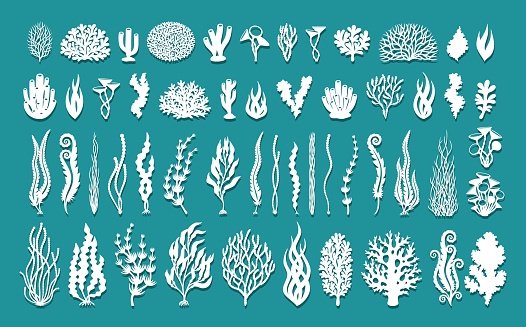 Underwater algae, corals, leaves, branches, trees, bushes. Marine life theme. Vector template for plotter laser cutting of paper, fretwork, wood carving, metal engraving, cnc.