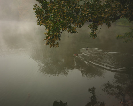 A boat on a misty lake surrounded by trees