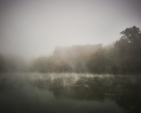 Duck on misty lake with foggy forest backdrop