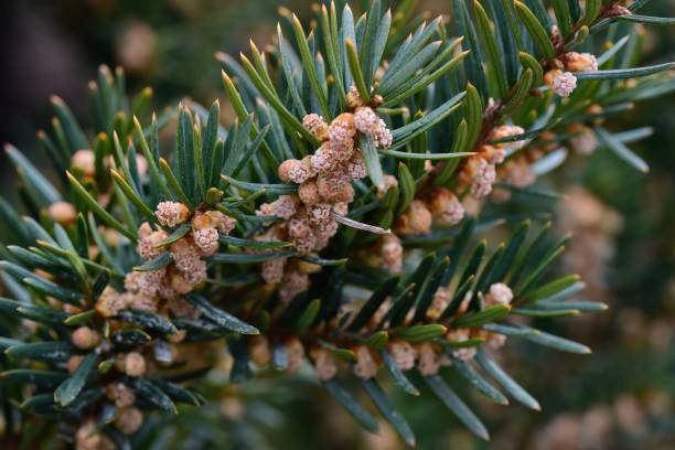 Close-up of Taxus cuspidata, also known as Spreading Yew or Japanese Yew A close-up of Taxus cuspidata, also known as Spreading Yew or Japanese Yew taxus cuspidata stock pictures, royalty-free photos & images