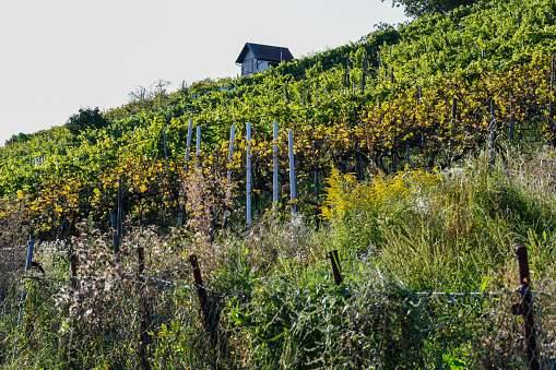 Vineyards on the Lemberg, near Stuttgart Feuerbach. In front a former vineyard with wildly growing plants. Behind it a well-tended vineyard with leaves in autumnal colors and a vineyard hut.