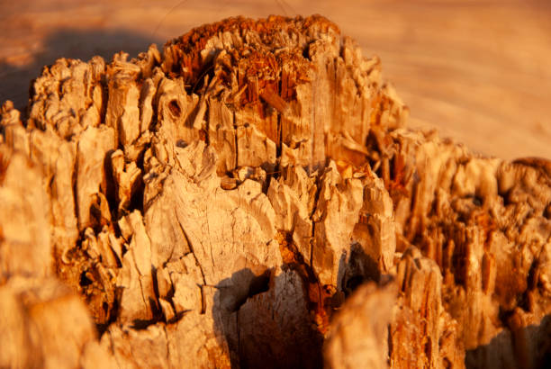 Naturel wooden nature texture background
