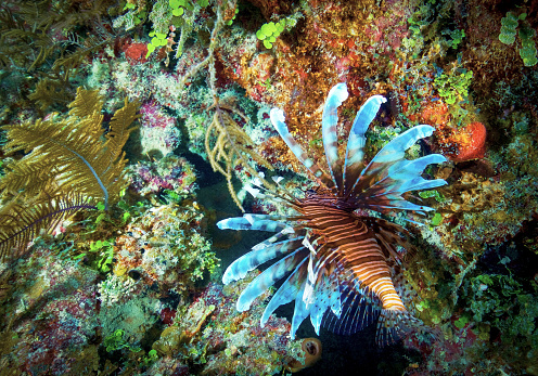 Amidst the vibrant tapestry of a coral reef, a lionfish displays its extravagant fins and bold stripes, a living emblem of the underwater kingdom. Its delicate yet dangerous beauty stands as a testament to the intricate balance of marine life, where every creature plays a pivotal role in the ecosystem's harmony.