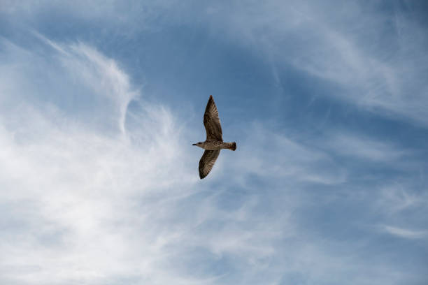 istock Seagull on blue background. European herring gull, Larus argentatus. Seagull flying in front of blue clouds. 2045206776