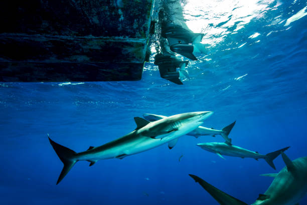 istock Silky sharks swimming around boat 2045207828