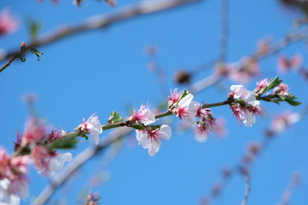 istock Almond flowers in Palatinate, Germany 2045207832