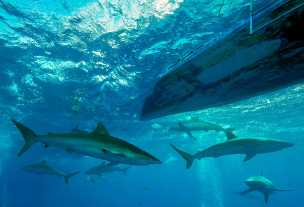 istock Guardians of the Reef 2045207841