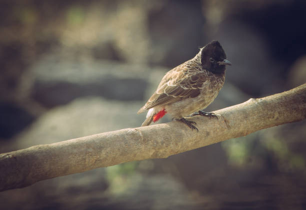 Close-up capture of a vibrant Red-vented Bulbul perched on a branch, showcasing exquisite details and natural beauty