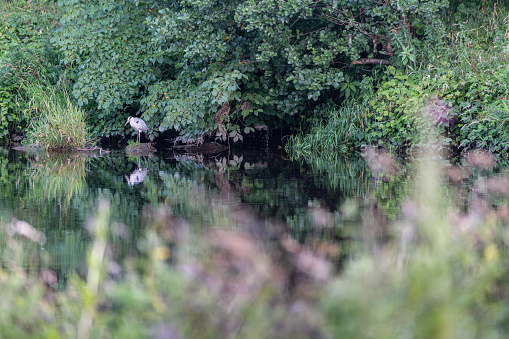 Heron hunting fish with reflection in the Teviot River, Scottish Borders