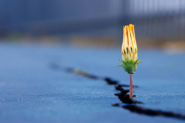 Young sprout of flower growing between cracks on asphalt floor