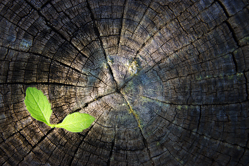 Sprout of a plant grows on a severed tree trunk. concept of new life and ecology