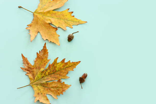 istock image of autumn leaves close up over mint background 2045220964