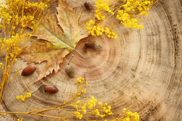 istock image of autumn leaves close up over tree trunk background 2045220977
