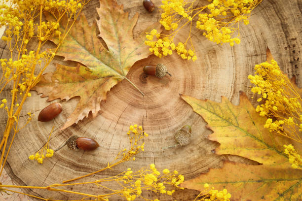 istock image of autumn leaves close up over tree trunk background 2045220980