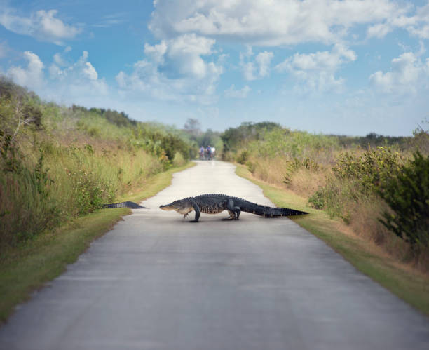 Portrait of a large alligator sunbathing on the pond bank. Alligator is the official state reptile of Florida, Louisiana and Mississippi.