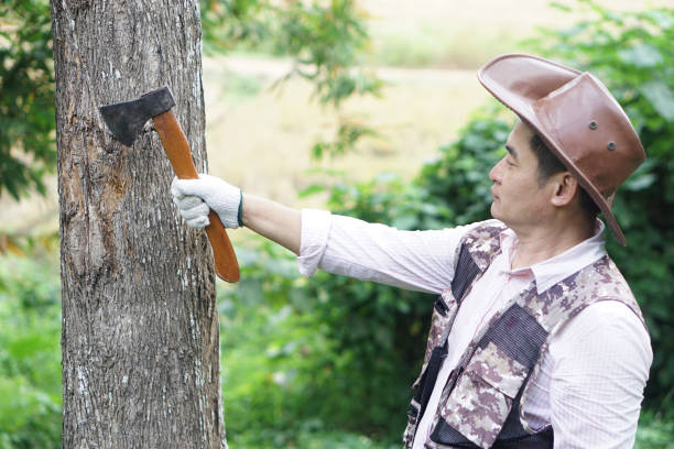 Asian man  holds wooden handle axe to cut tree. Concept, Manual tool for carpenter and lumberjack, woodcutter. Weapon. Bring down tree. Destroy forest. Deforestation.
