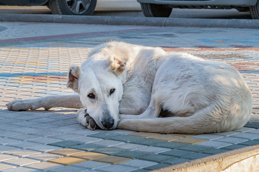 Big white stray dog lies on sidewalk. Homeless dog lies onTurkish city street and looks at passers-by