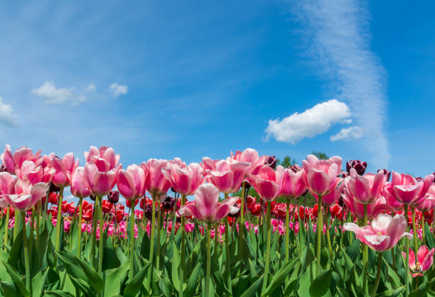 tulips field. stock photo