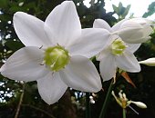 Beautiful white flowers