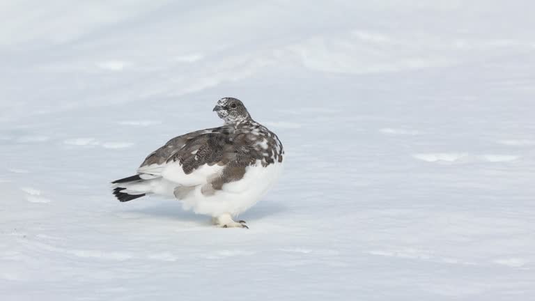 A Rock ptarmigan preening its feathers and standing on fresh snow in Urho Kekkonen National Park, Finland