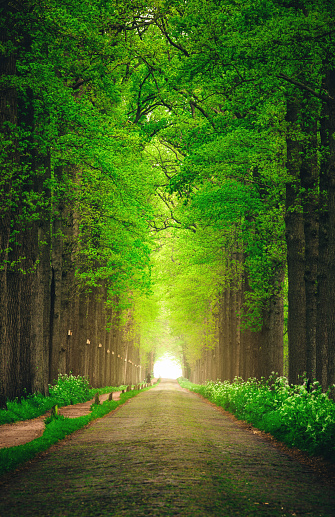 Nature background of dreamy, fairy tale and beautiful jungle forest pedestrian footpath alley way place for walking in tunnel of old oak green trees light up with sun rays trough grass at sunset on spring day