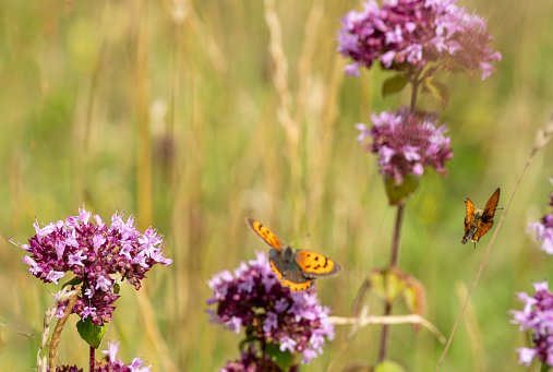 Abstract of a Small copper butterfly and a Large Skipper butterfly over Oregano plants.