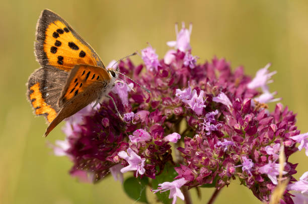 Small copper butterfly on Oregano flower.