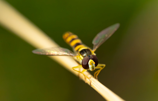Extreme close up of a Hoverfly on a grass stem.