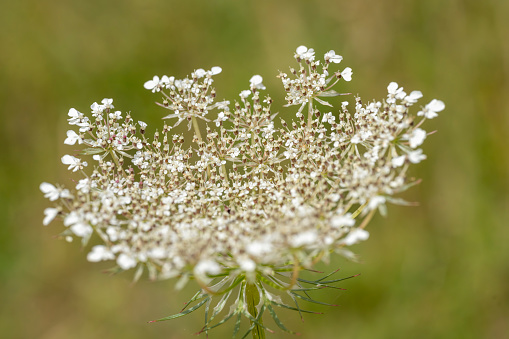Yarrow (achillea millefolium) isolated on white background. Healing plant