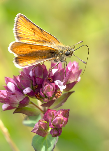 Large Skipper butterfly on Oregano flower.