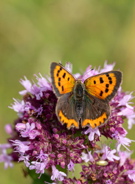 Common copper or small copper butterfly resting on the yellow daisy. Lycaena phlaeas.