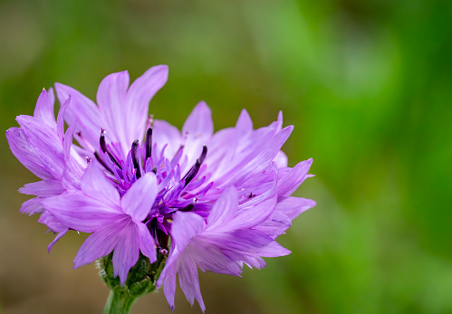 A closeup of blooming purple Alfaalfa flower