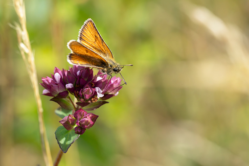 Closeup of a small or common Copper butterfly