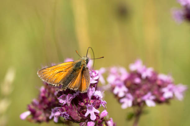 Large Skipper butterfly on Oregano flower.