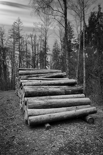 Stacked tree trunks by the wayside in the forest in black and white. Tree material or renewable energy from natural raw materials