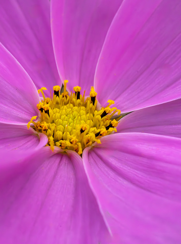 Pink Cosmos flower.