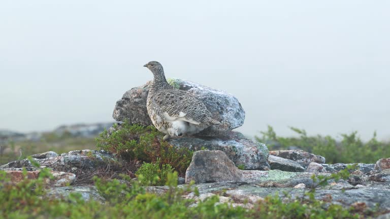 Rock ptarmigan standing behind a rock on the top of Kiilopää fell in Urho Kekkonen National Park, Finland